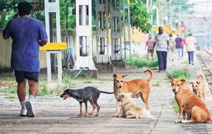 shift-stray-animals-out-of-urban-areas-minister-tells-civic-bodies